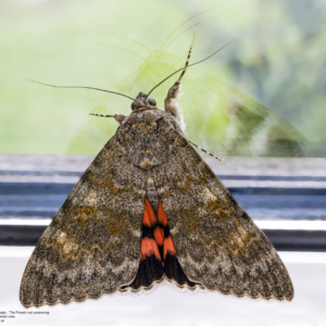 Wstęgówka czerwonka (wydana), Catocala elocata, The French red underwing, Das Pappelkarmin