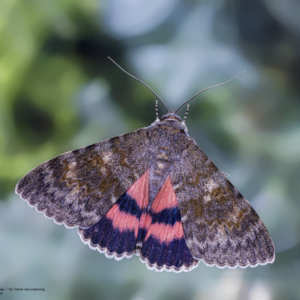 Wstęgówka czerwonka (wydana), Catocala elocata, The French red underwing, Das Pappelkarmin