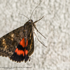 Wstęgówka czerwonka (wydana), Catocala elocata, The French red underwing, Das Pappelkarmin