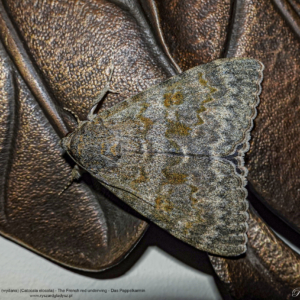 Wstęgówka czerwonka, (wydana), Catocala elocata, The French red underwing, Das Pappelkarmin