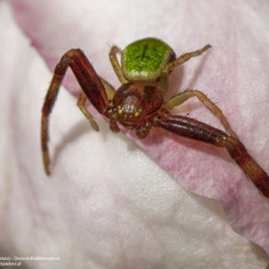 Krabek, Ebrechtella tricuspidata, Dreieck-Krabbenspinne