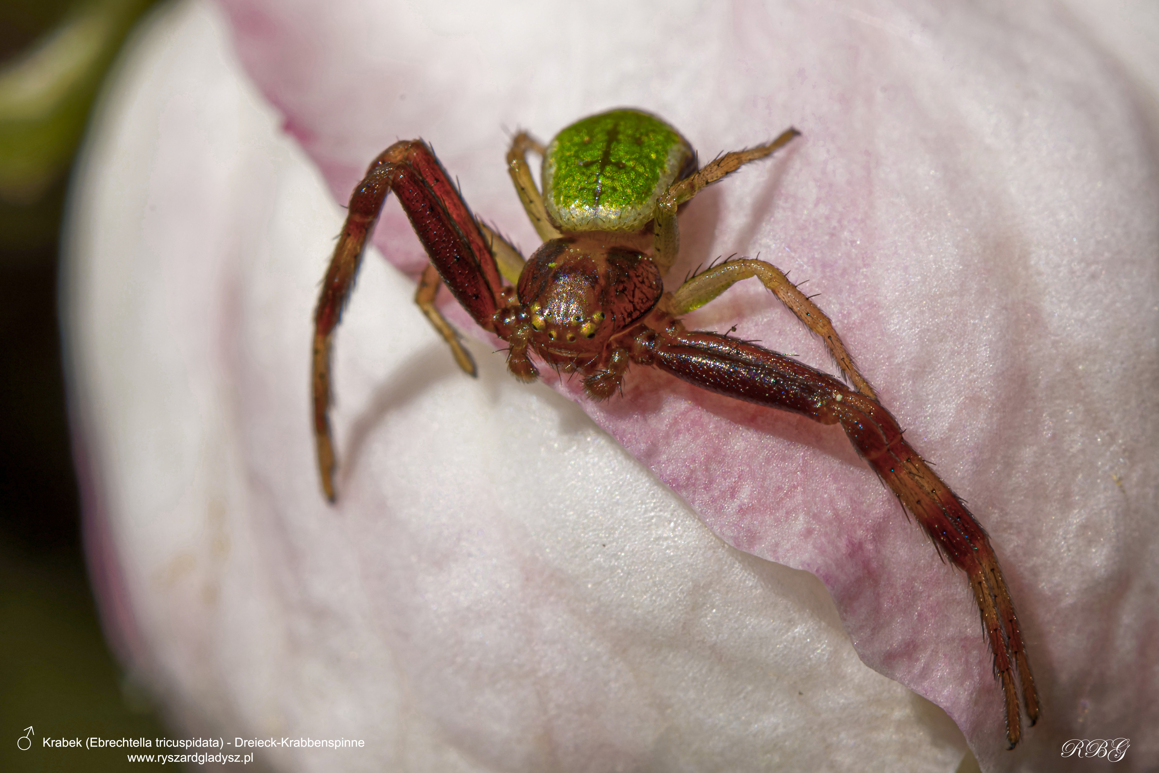 Krabek, Ebrechtella tricuspidata, Dreieck-Krabbenspinne