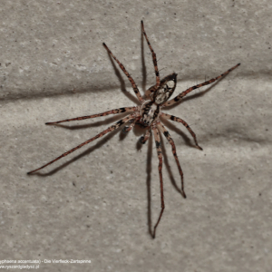 Motacz nadrzewny, Anyphaena accentuata, Die Vierfleck-Zartspinne