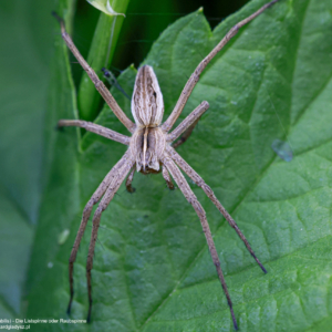 Darownik przedziwny, Pisaura mirabilis, Die Listspinne, auch Raubspinne
