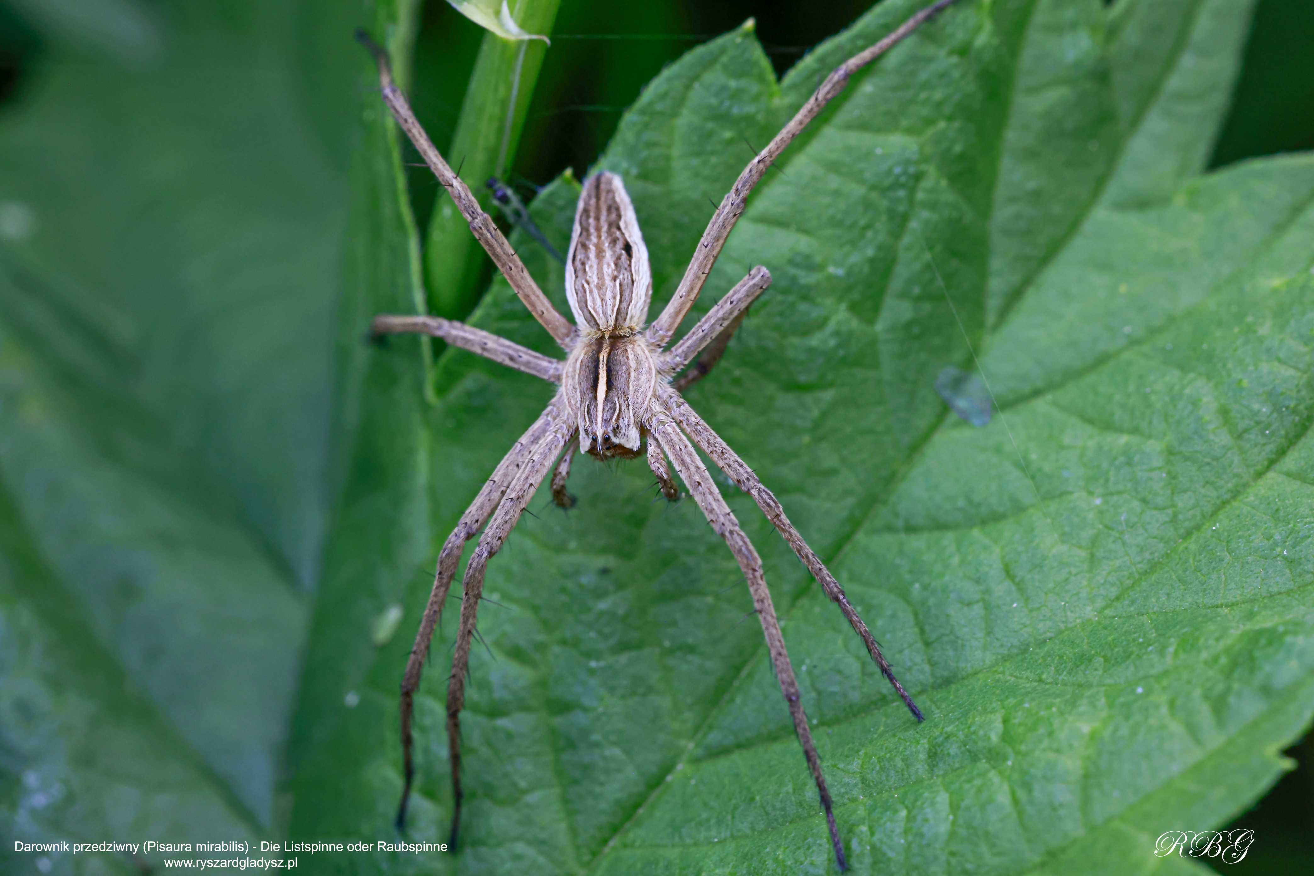 Darownik przedziwny, Pisaura mirabilis, Die Listspinne, auch Raubspinne