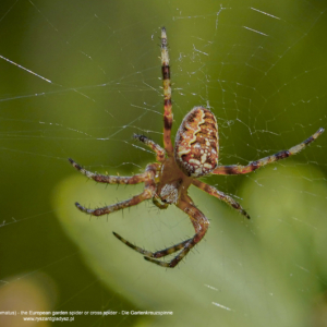 Krzyżak ogrodowy, Araneus diadematus, The European garden spider or cross spider,  Die Gartenkreuzspinne