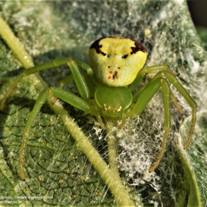 Krabek, Ebrechtella tricuspidata, Dreieck-Krabbenspinne