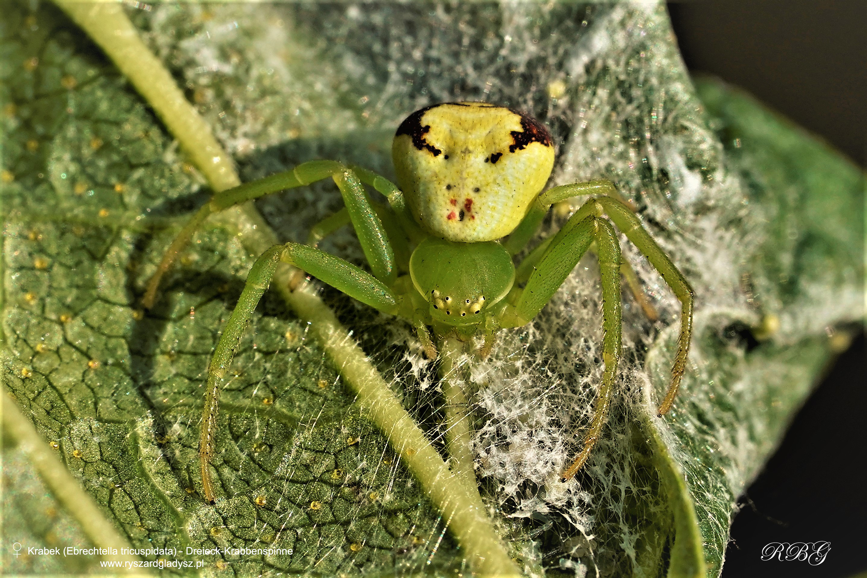 Krabek, Ebrechtella tricuspidata, Dreieck-Krabbenspinne