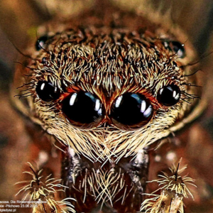 Rozciągnik mchuś, Marpissa muscosa, Die Rindenspringspinne