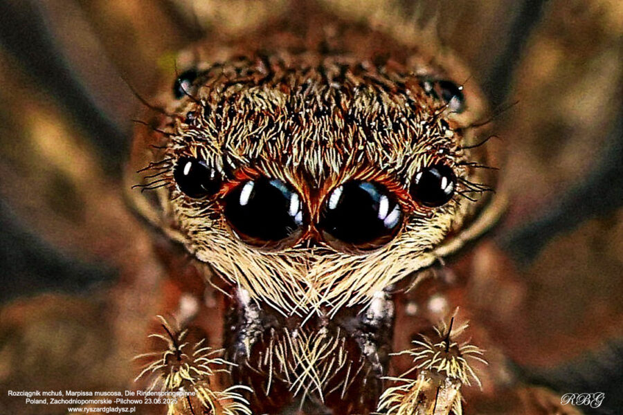 Rozciągnik mchuś, Marpissa muscosa, Die Rindenspringspinne Owady, pająki, stawonogi, pajęczaki, skakunowate, Arachnids insects, spiders, Araneae, Spinnen Insekten