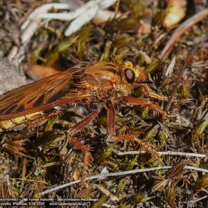 Łowik szerszeniak, Asilus crabroniformis, The hornet robberfly, Die Hornissen-Raubfliege, auch Hornissenjagdfliege