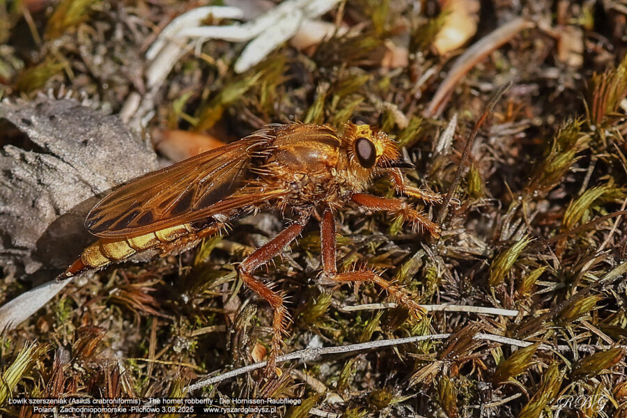 Łowik szerszeniak, Asilus crabroniformis, The hornet robberfly, Die Hornissen-Raubfliege, auch Hornissenjagdfliege Owady, uskrzydlone, muchówki, łowikowate, insects, flies, Diptera, Asilidae, Insekten, Die Zweiflügler, Die Raubfliegen oder Jagdfliegen