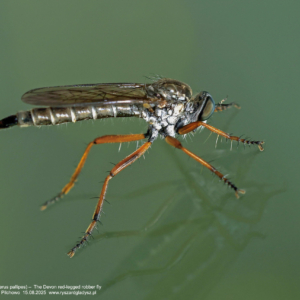 Memrod bladostopy, Neomochtherus pallipes, The Devon red-legged robber fly, Muchówki, Diptera, Asilidae, Łowikowate, Flies, Die Zweiflügler, Fliegen, Raubfliegen, owady, insects, Insekten