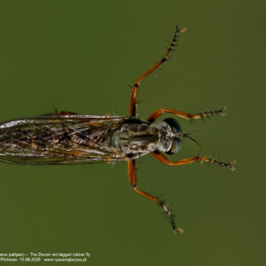 Memrod bladostopy, Neomochtherus pallipes, The Devon red-legged robber fly