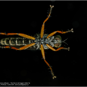 Memrod bladostopy, Neomochtherus pallipes, The Devon red-legged robber fly