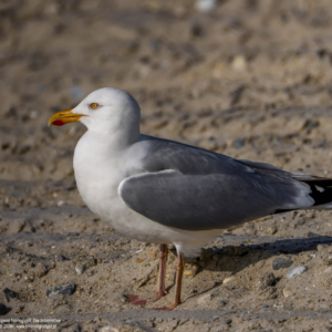 Mewa srebrzysta, Larus argentatus, European herring gull, Die Silbermöwe, Серебристая чайка
