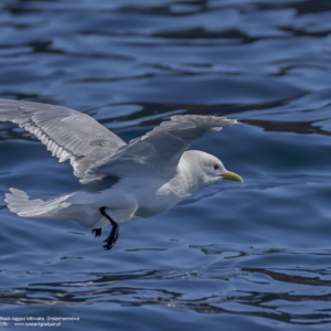 Mewa trójpalczasta 0081 Mewa trójpalczasta, Rissa tridactyla, Black-legged kittiwake, Dreizehenmöwe