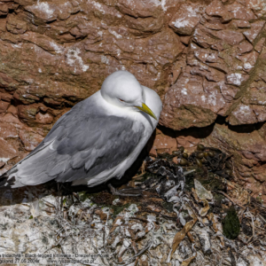 Mewa trójpalczasta, Rissa tridactyla, Black-legged kittiwake, Dreizehenmöwe. Ptaki morskie, ptaki wodne, ptaki w locie, strunowce, siewkowe, mewowate, mewy, birds, seabirds, water birds, Laridae, Charadriiformes, Rissa, Vogel, Vögel, Seevögel, Möwe, Möwen.