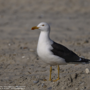 Mewa żółtonoga, Larus fuscus, Lesser black-backed gull, Die Heringsmöwe