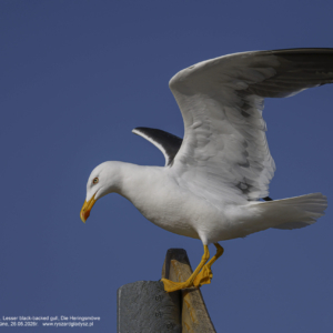 Mewa żółtonoga, Larus fuscus, Lesser black-backed gull, Die Heringsmöwe