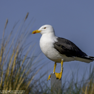 Mewa żółtonoga, Larus fuscus, Lesser black-backed gull, Die Heringsmöwe